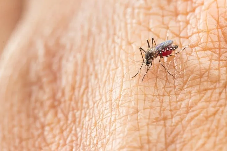 Choroby przenoszone przez komary. Co warto wiedzieć na ten temat?