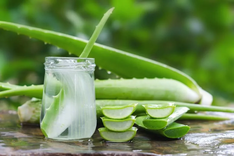 Aloes  zastosowanie, dziaanie, waciwoci | Dr. Max