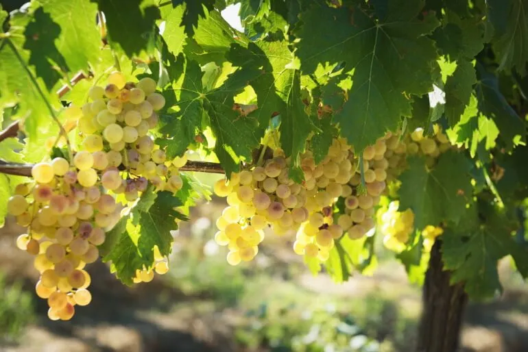 winorośl - roślina dobra na wzrok
