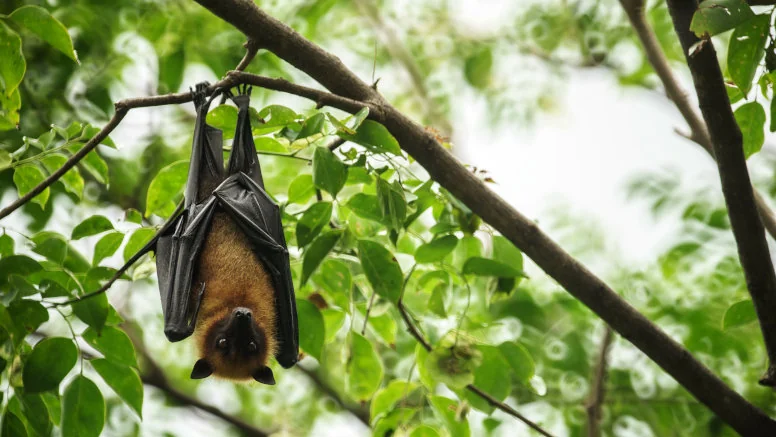 Wirus Nipah – jak rozpoznać objawy i jak się przenosi?