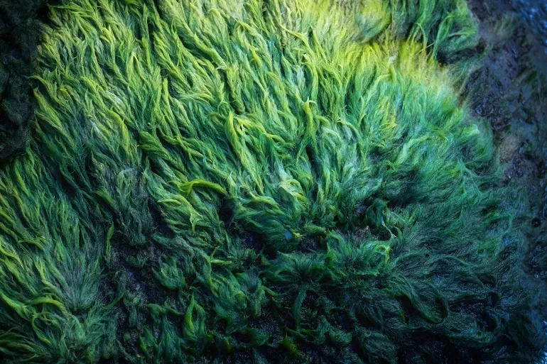 właściwości alg