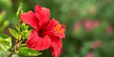 Hibiskus − czerwony kwiat w walce ze zmarszczkami