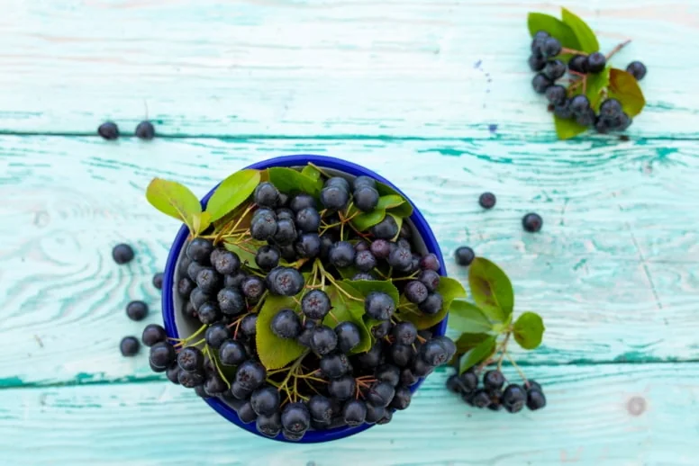 Aronia – zastosowanie, działanie, właściwości lecznicze i kosmetyczne