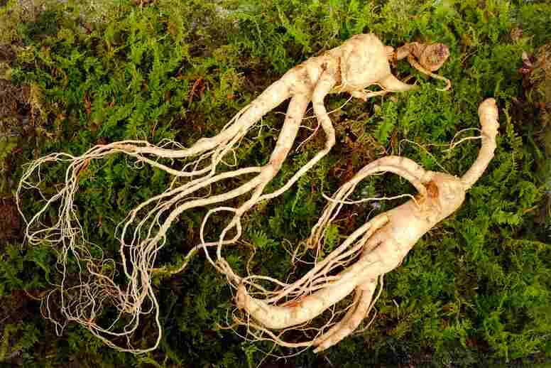 Żeń-szeń – zastosowanie Żeń-szeń – zastosowanie
