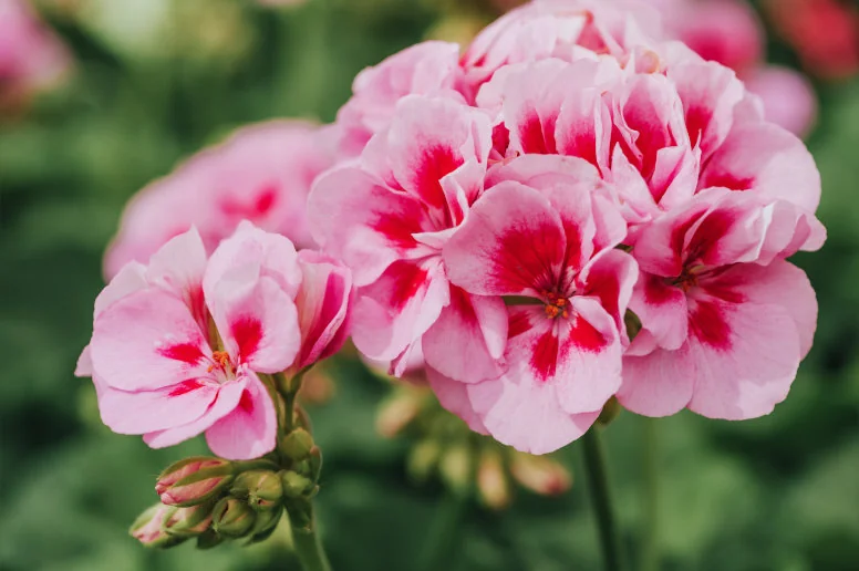 Geranium (anginka): właściwości, zastosowanie i przeciwwskazania
