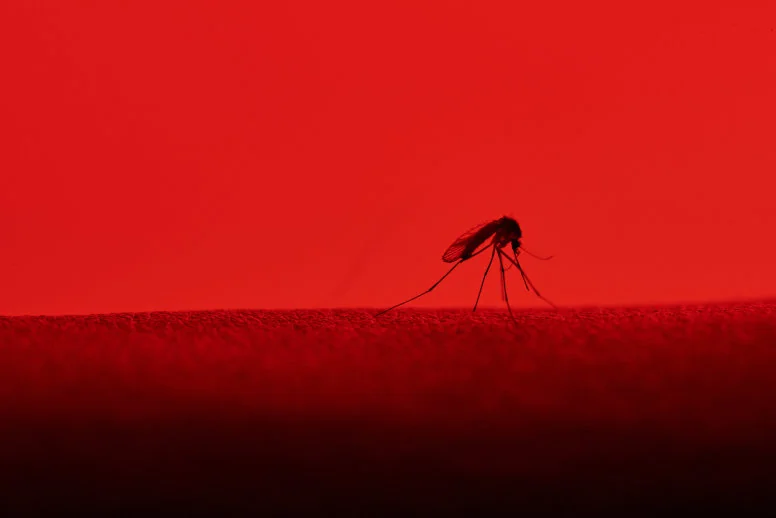 Malaria – jak się objawia i jak jej zapobiegać?