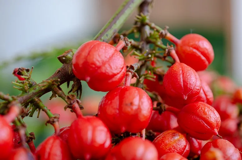 Guarana, czyli jak pobudzić skórę!
