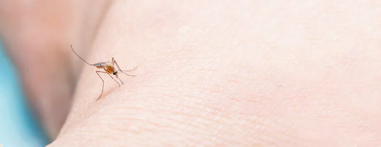 chikungunya komar
