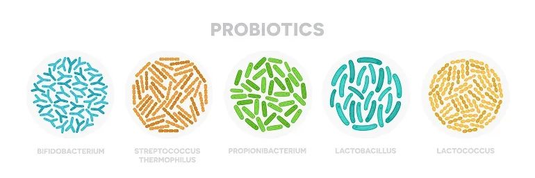co to jest probiotyk i prebiotyk