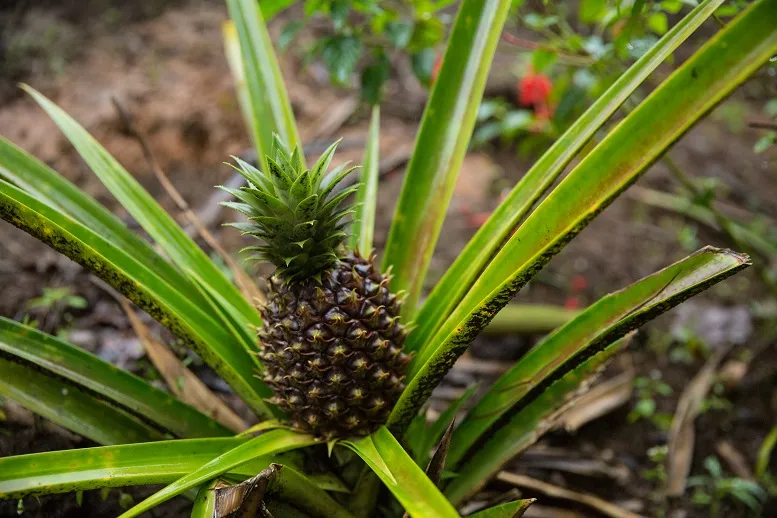 bromelaina właściwości