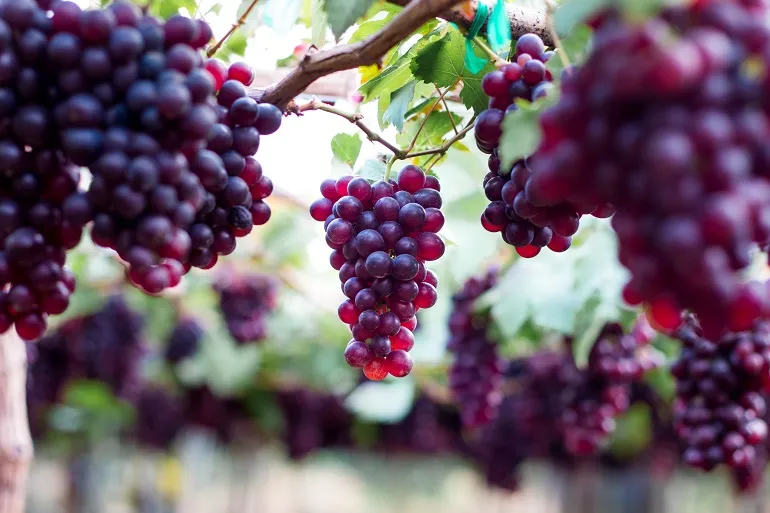 wartości odżywcze winogron