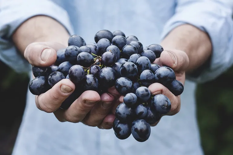 winogrona wartość odżywcza
