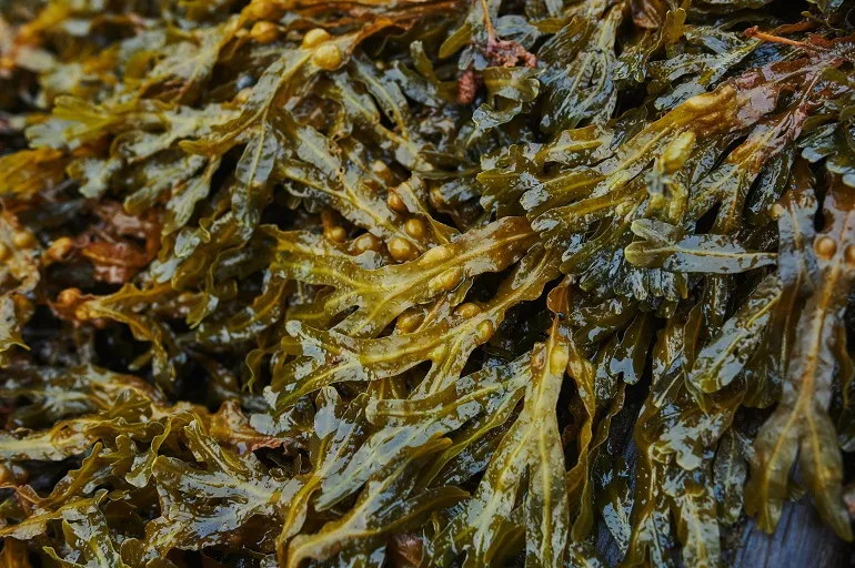 algi morskie