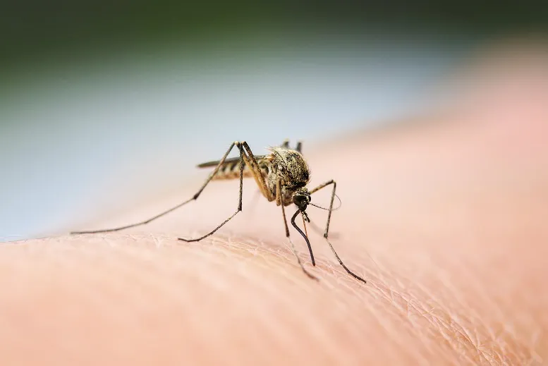 Dlaczego komary gryzą?