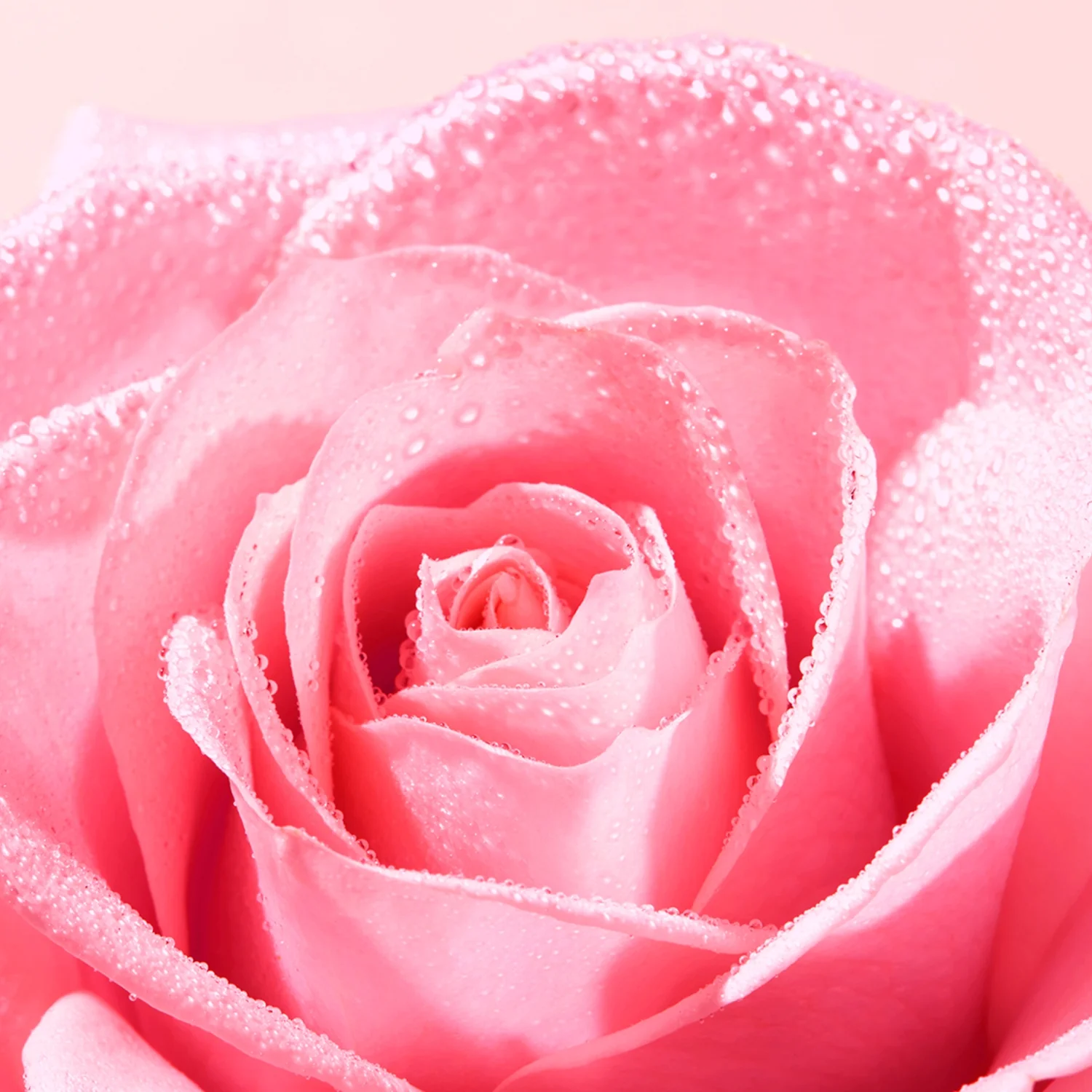 Nuxe Very Rose różany krem do rąk, 50 ml