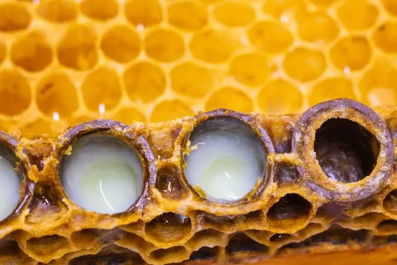 Mleczko pszczele w kosmetyce