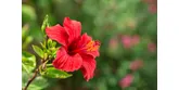 Hibiskus − czerwony kwiat w walce ze zmarszczkami