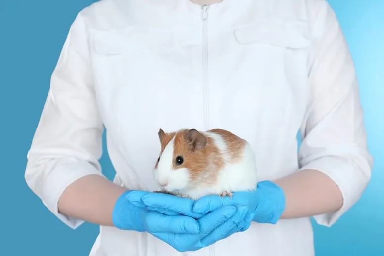 Dlaczego firmy testują kosmetyki na zwierzętach