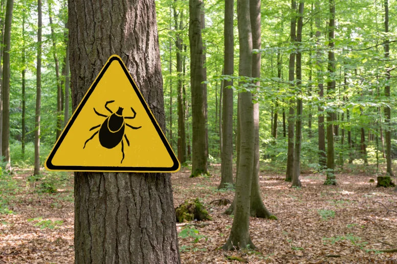 Szczepienie na kleszczowe zapalenie mózgu – ile dawek szczepionki należy przyjąć?
