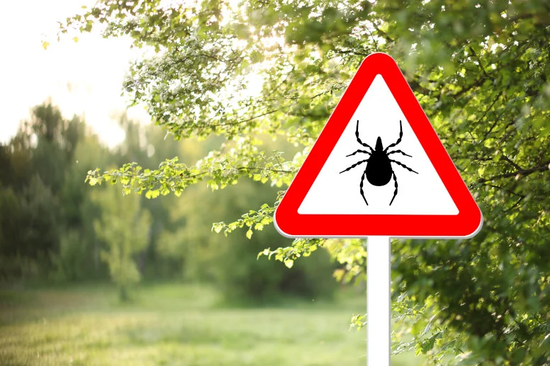 Kleszcze rozpoczęły sezon polowań – medycy apelują o ostrożność
